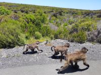 Pavian-Gruppe am Wegesrand in Südafrika @ Anette Rietz EHT