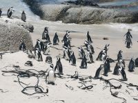 Pinguine am Strand in Südafrika Boulders Beach @ Anette Rietz EHT