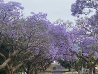 Blühende Jacaranda - Bäume, 70 000 Jacaranda mimosifolia  säumen die Straßen in der Innenstadt von Pretoria 