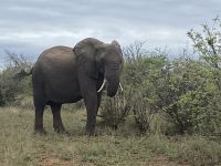 Treffen auf der Morgensafari um 6.55 Uhr