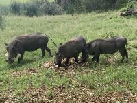 Sie kamen direkt zur Lodge