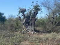es gibt nicht nur die großen Fünf zu sehen