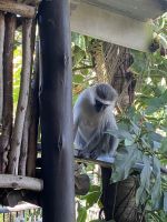 Einheimische Gäste in der Umlilo Loge in  St. Lucia