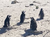 Pinguine in Simons´Town