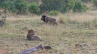 Südafrika -Kruger Nationalpark - Safari -Löwen
