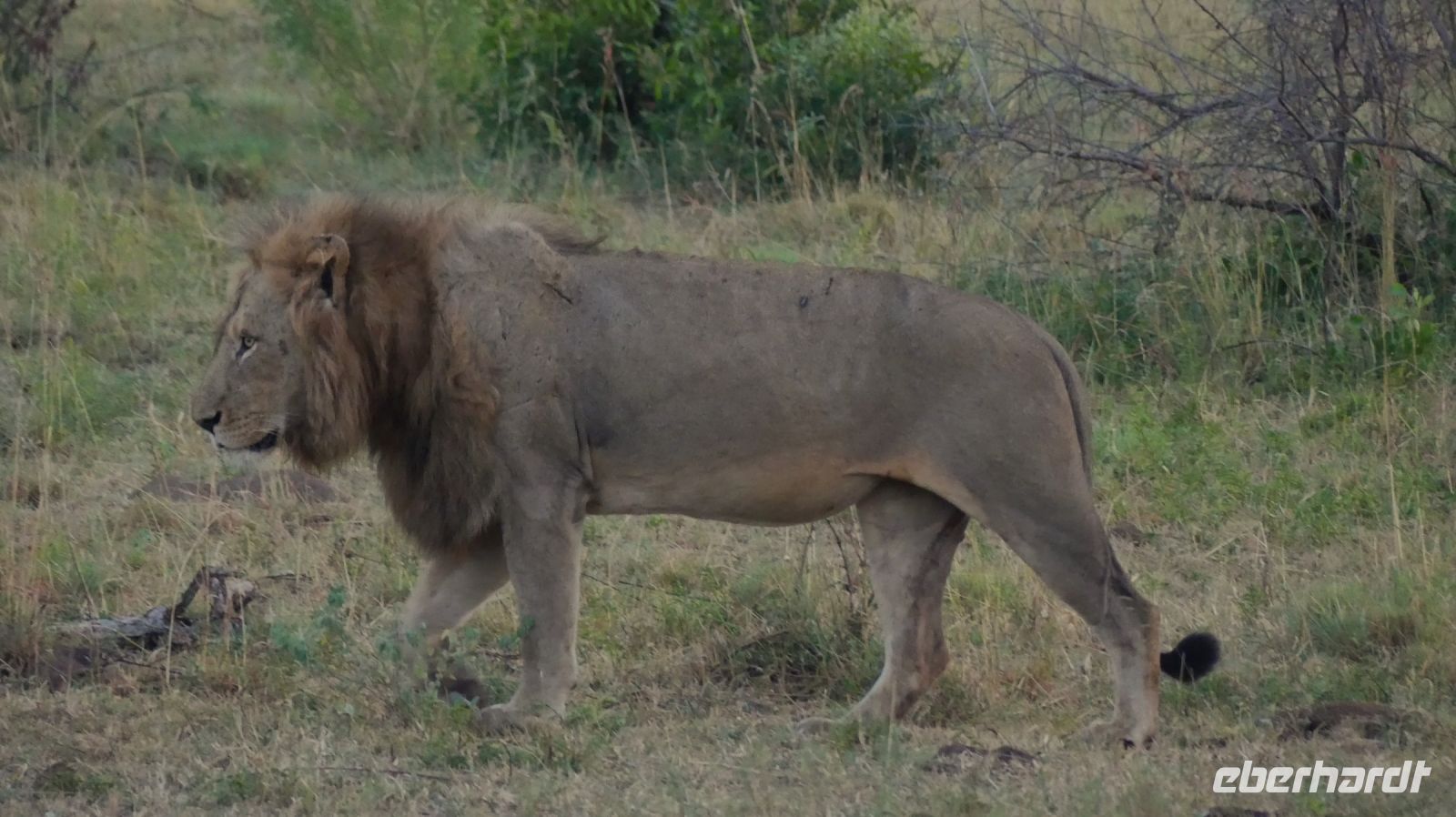 Südafrika -Kruger Nationalpark - Safari -Löwen