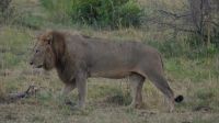Südafrika -Kruger Nationalpark - Safari -Löwen