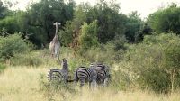 Südafrika -Kruger Nationalpark - Giraffe meets Zebras