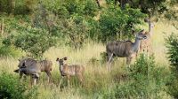 Südafrika -Kruger Nationalpark - Kudu Familie