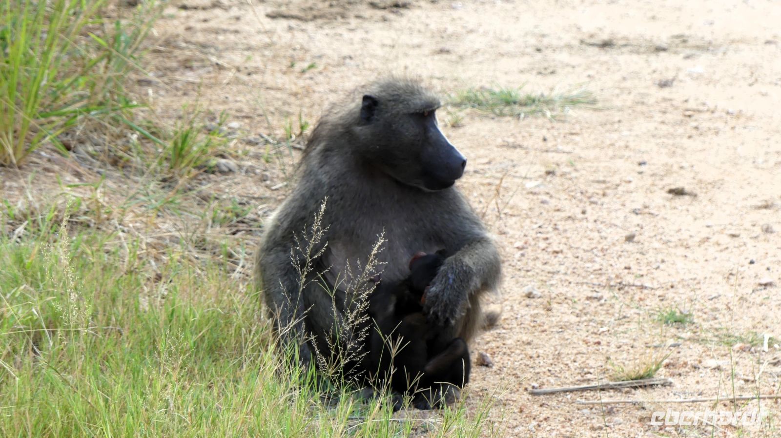 Südafrika -Kruger Nationalpark - Baboons