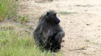 Südafrika -Kruger Nationalpark - Baboons