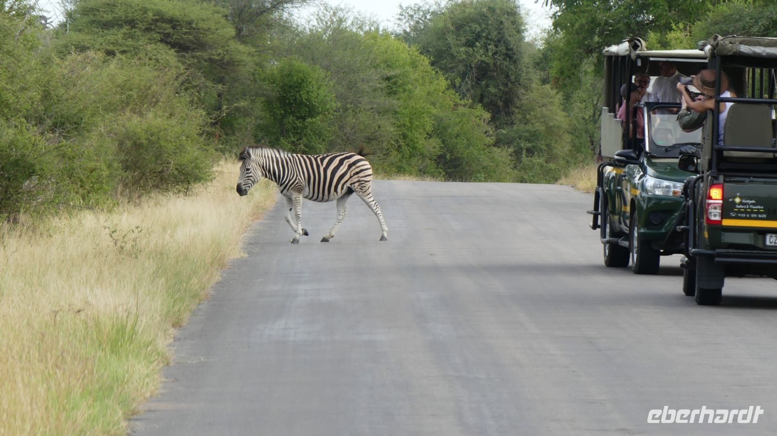 Südafrika -Kruger Nationalpark - auf Safari