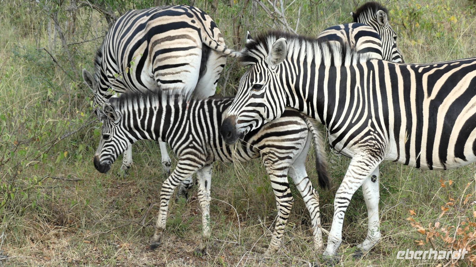 Südafrika -Kruger Nationalpark - Steppenzebras