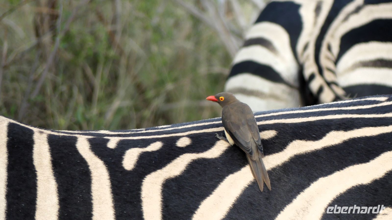 Südafrika -Kruger Nationalpark - Steppenzebra meets Madenhacker