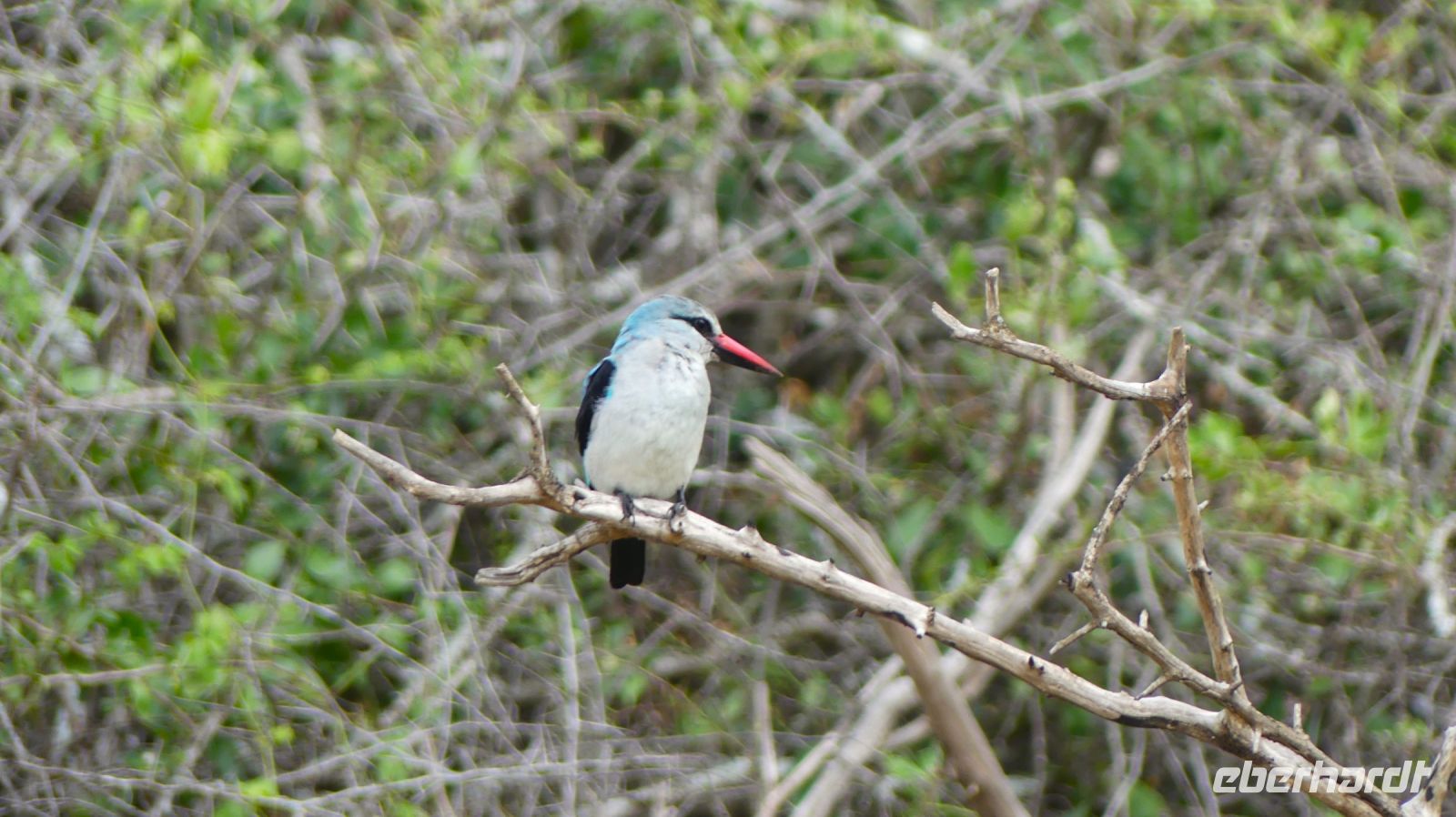 Südafrika -Kruger Nationalpark - Eisvogel