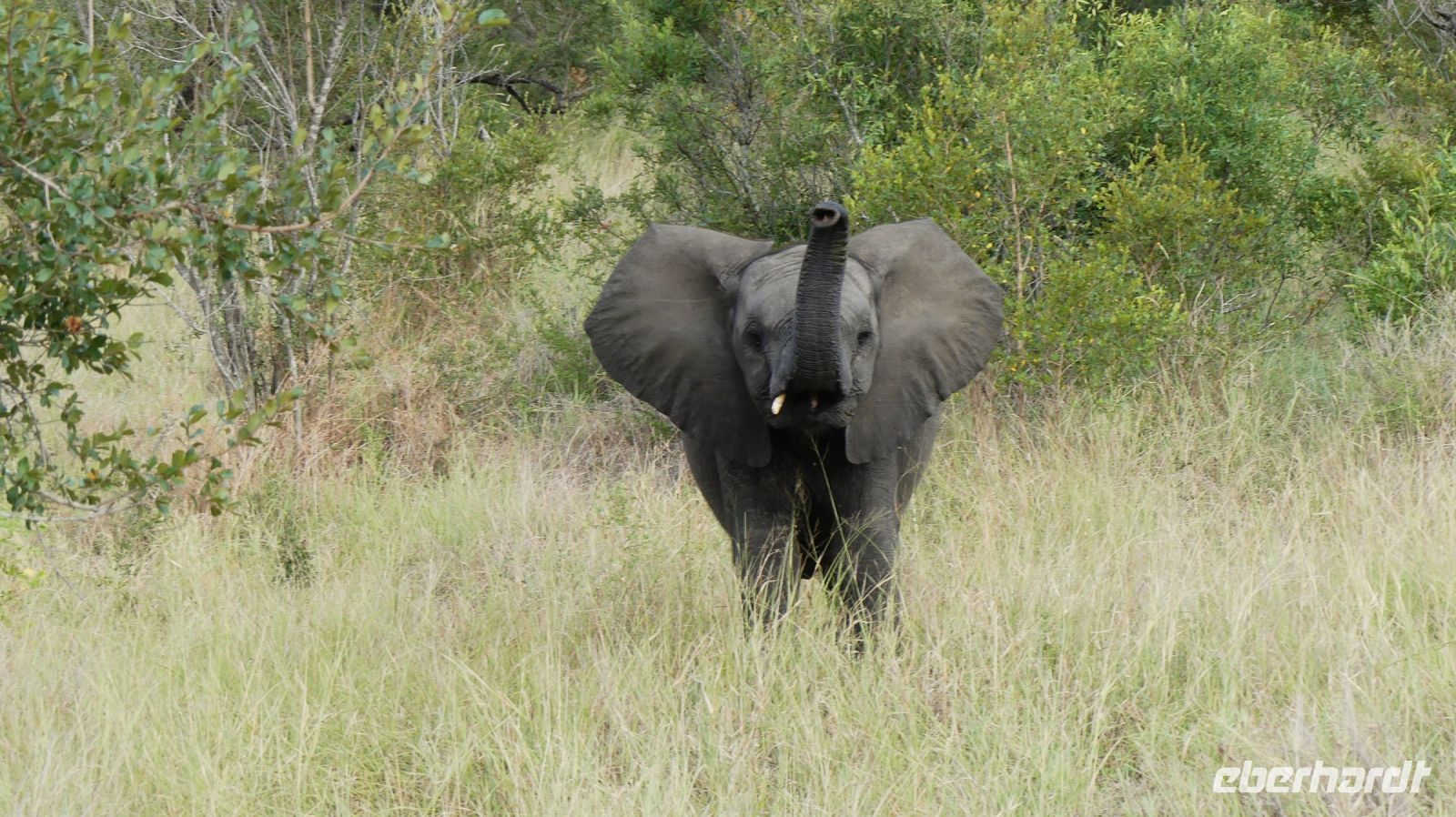 Südafrika -Kruger Nationalpark -  halbstarker Elefant