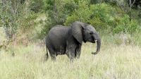 Südafrika -Kruger Nationalpark -  halbstarker Elefant