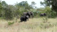 Südafrika -Kruger Nationalpark -  Elefantenfamilie
