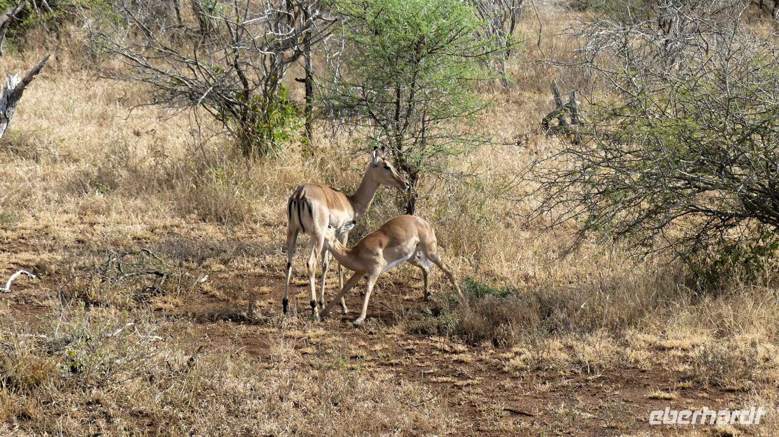 Südafrika -Kruger Nationalpark -  Impalas