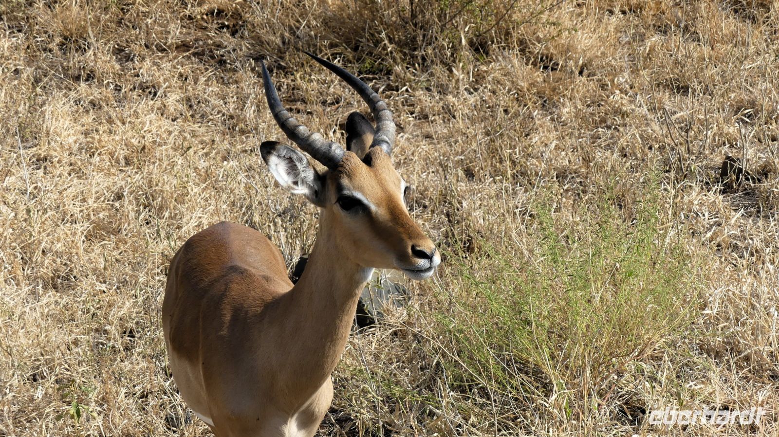 Südafrika -Kruger Nationalpark -  Impala
