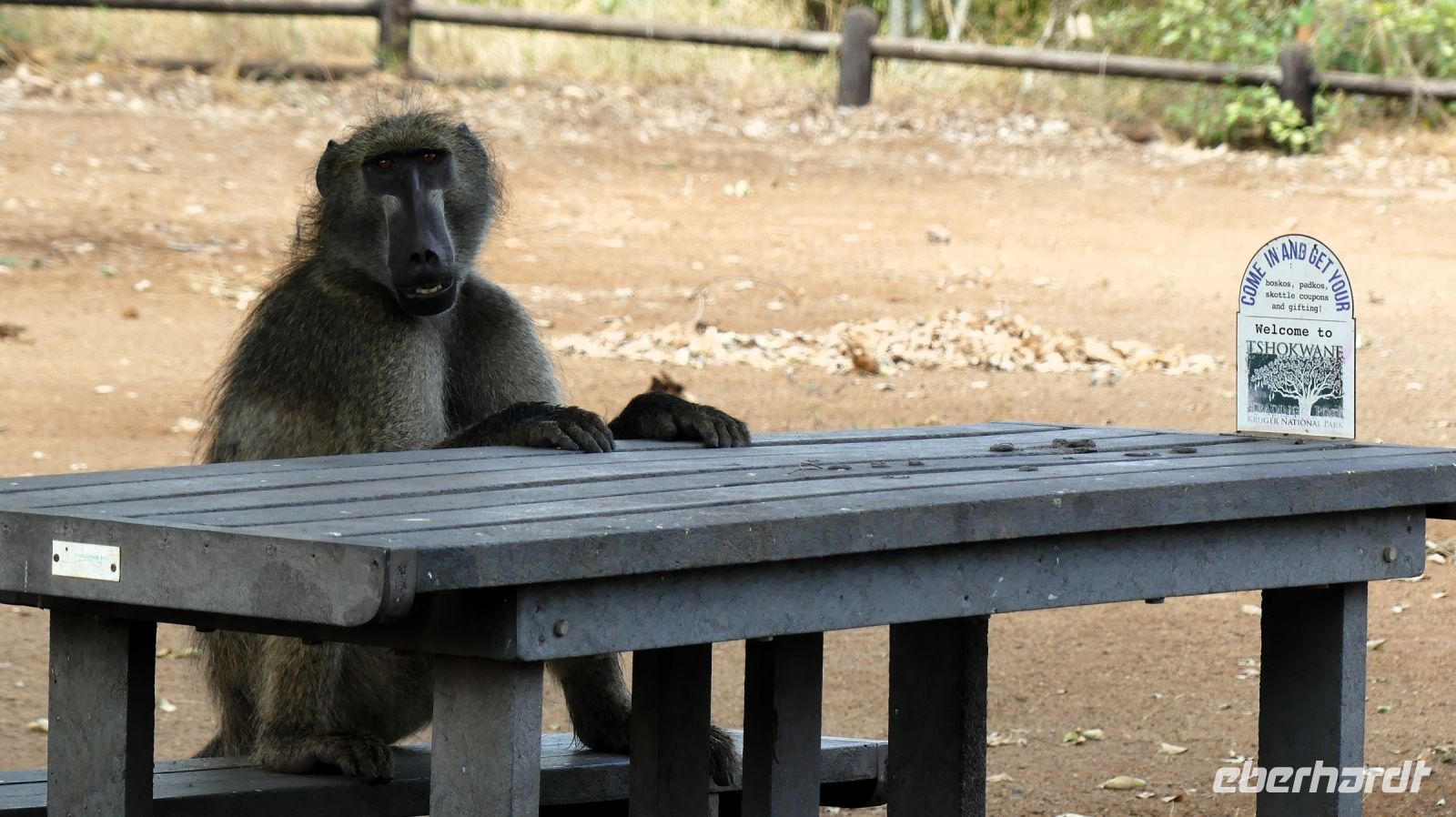 Südafrika -Kruger Nationalpark -  Mittagspause
