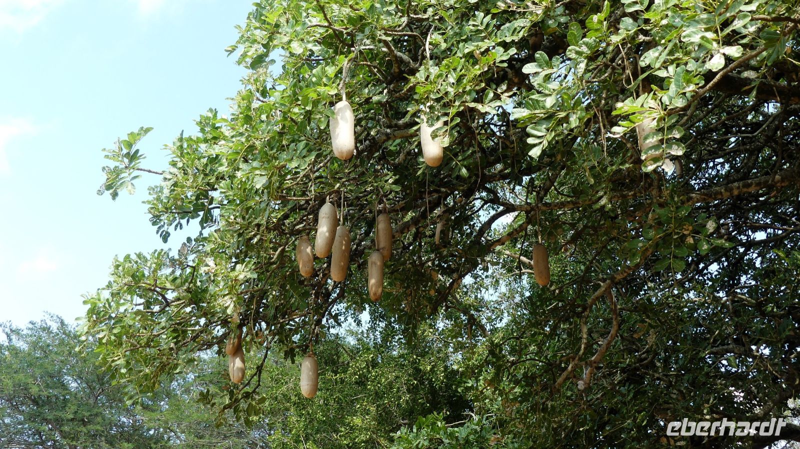 Südafrika -Kruger Nationalpark -  Leberwurstbaum