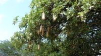 Südafrika -Kruger Nationalpark -  Leberwurstbaum