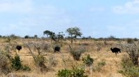 Südafrika -Kruger Nationalpark -  ein Strauß Sträuße