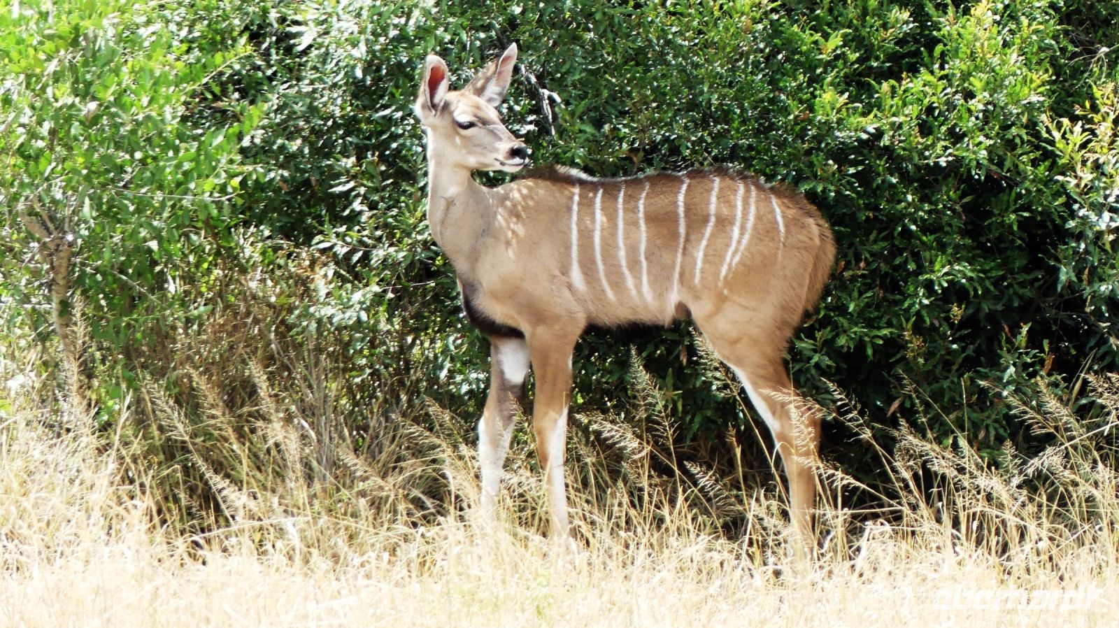 Südafrika -Kruger Nationalpark -  Kudu Kid