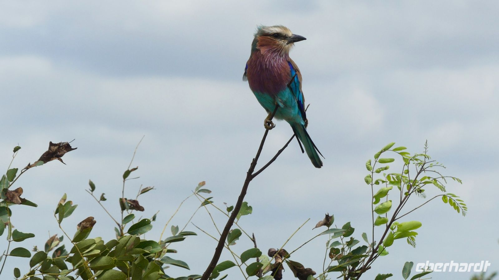 Südafrika -Kruger Nationalpark -  bunte Gabelracke