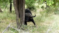 Südafrika -Kruger Nationalpark -  Büffel
