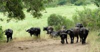 Südafrika -Kruger Nationalpark -  Büffelherde