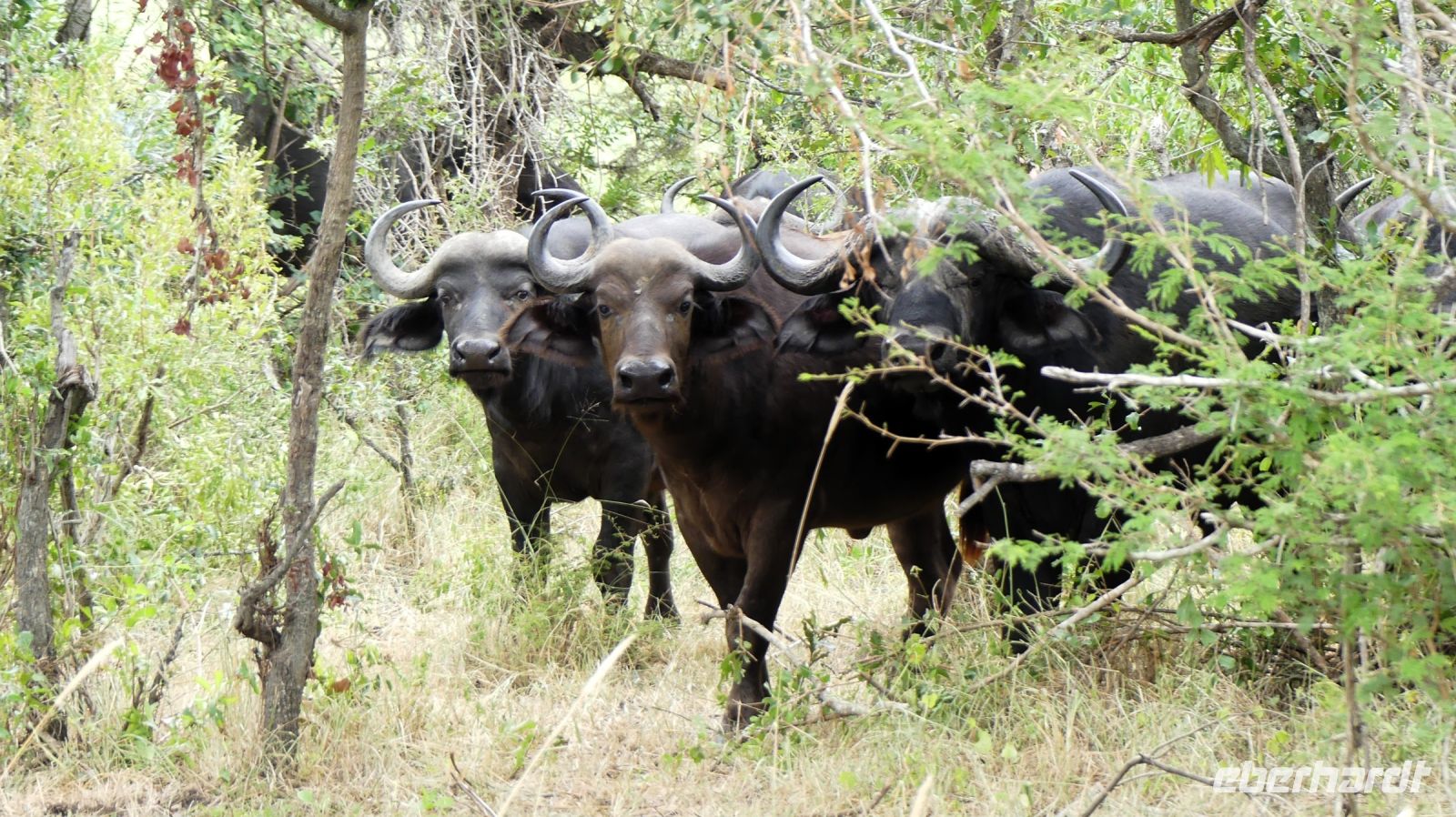 Südafrika -Kruger Nationalpark -  Was guckst Du?