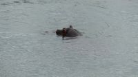Südafrika -Kruger Nationalpark -  Hippo