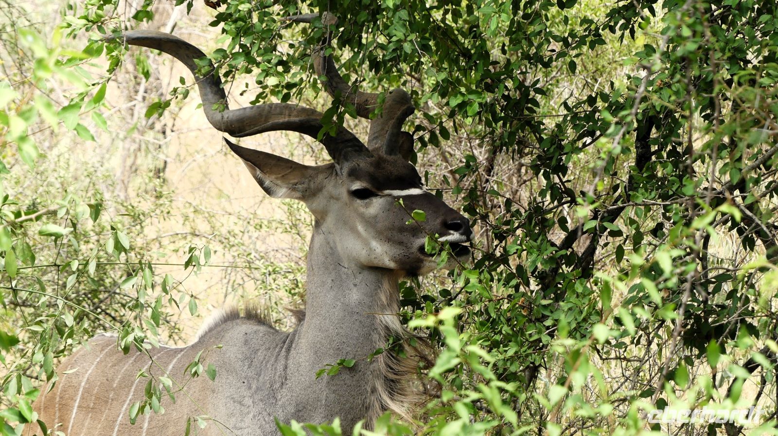 Südafrika -Kruger Nationalpark -  Kudubock