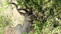 Südafrika -Kruger Nationalpark -  Kudubock