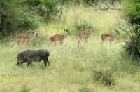Südafrika -Kruger Nationalpark -  Impala & Warzenschwein