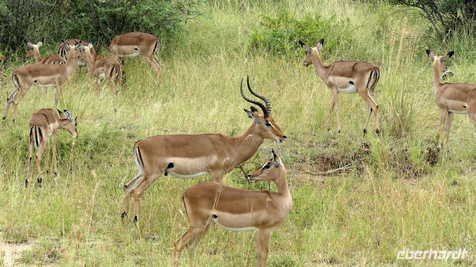 Südafrika -Kruger Nationalpark -  Safari