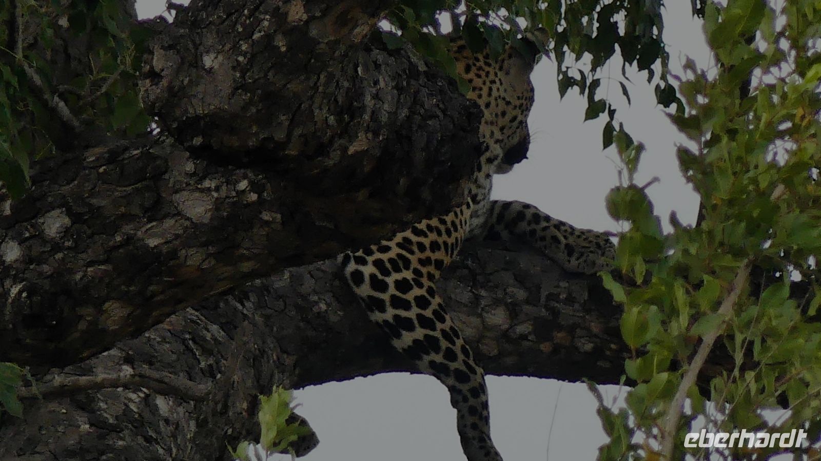 Südafrika -Kruger Nationalpark -  Leopard