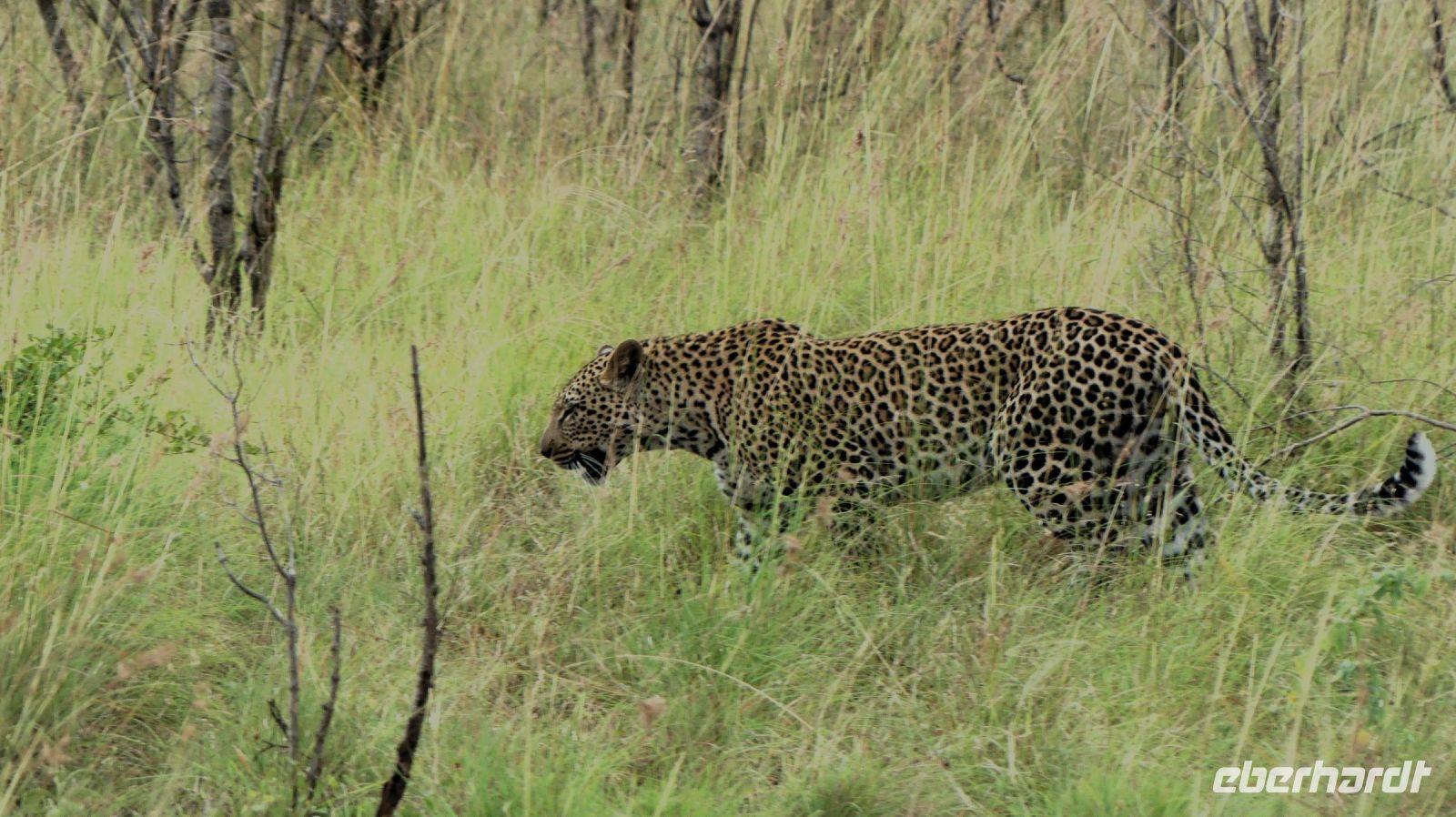 Südafrika -Kruger Nationalpark -  Leopard