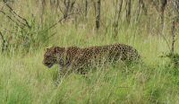 Südafrika -Kruger Nationalpark -  Leopard