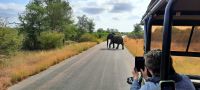 Südafrika -Kruger Nationalpark -  Safari