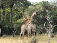 Südafrika -Kruger Nationalpark -  Giraffen Duo