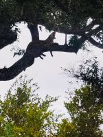 Südafrika -Kruger Nationalpark -  Leopard