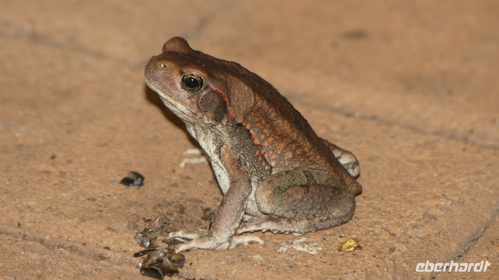 Südafrika - Hazyview - doch kein Prinz!