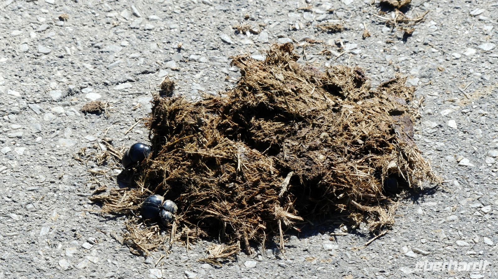 Südafrika - Safari im ADDO - Spurensuche