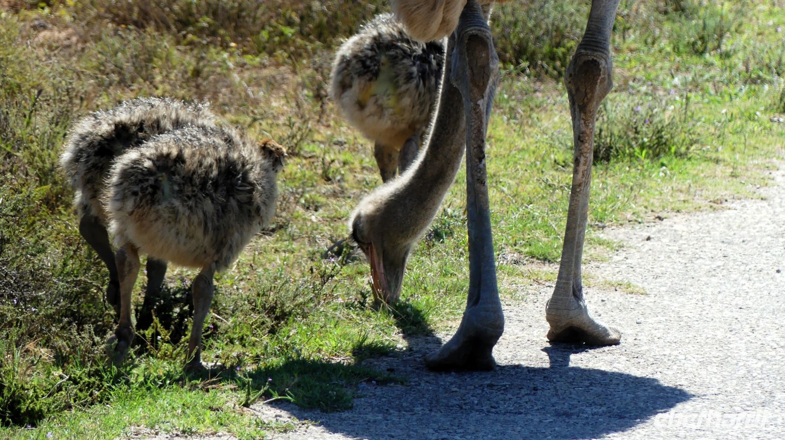 Südafrika - Safari im ADDO - Familie Strauß