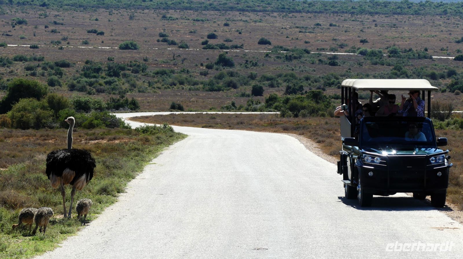 Südafrika - Safari im ADDO - Familie Strauß