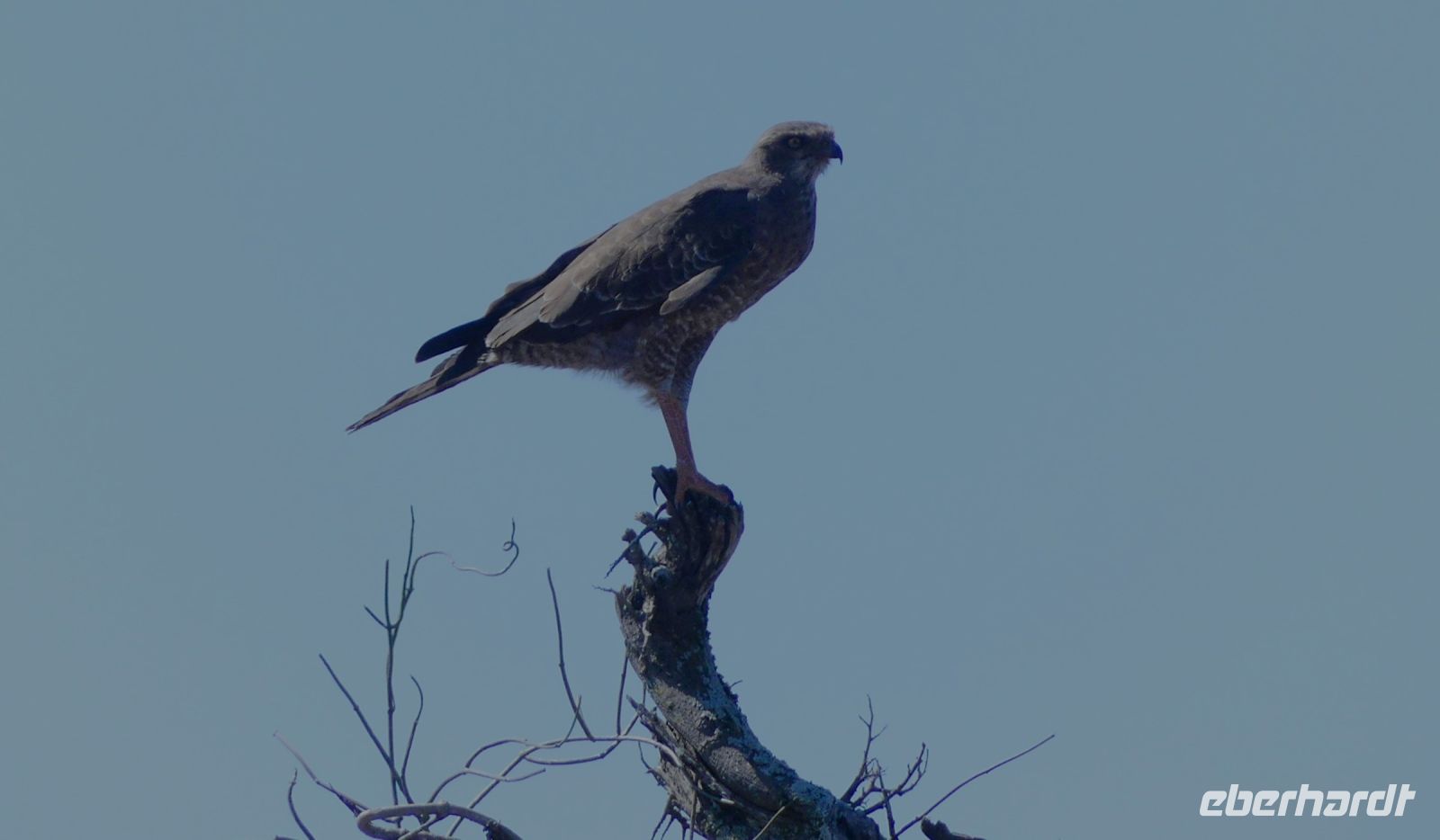 Südafrika - Safari im ADDO - Sing-Habicht
