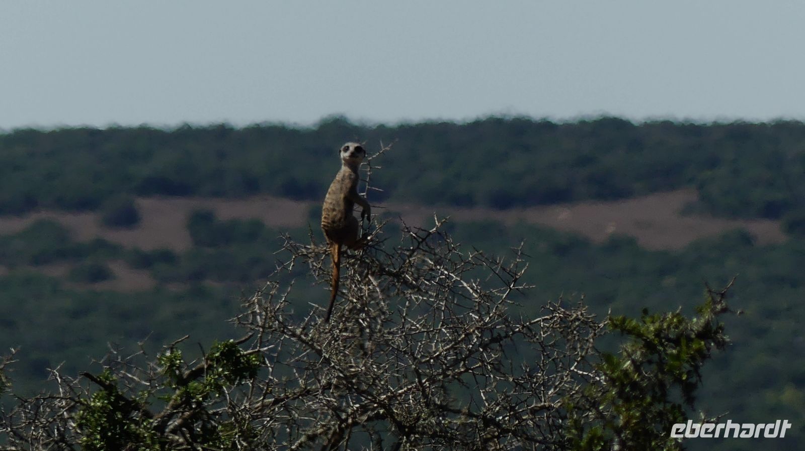 Südafrika - Safari im ADDO - Erdmännchen Ausguck